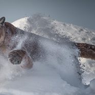 Wildlife of the World- Online Exhibit